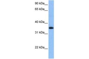 Western Blotting (WB) image for anti-Chimerin (Chimaerin) 2 (CHN2) antibody (ABIN2463475) (CHN2 antibody)