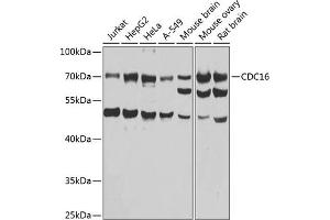 Western blot analysis of extracts of various cell lines, using CDC16 antibody  at 1:1000 dilution. (CDC16 antibody  (AA 371-620))