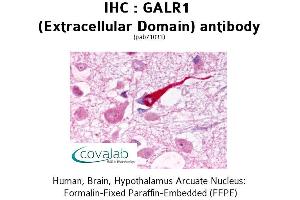 Image no. 1 for anti-Galanin Receptor 1 (GALR1) (2nd Extracellular Domain) antibody (ABIN1734566) (Galanin Receptor 1 antibody  (2nd Extracellular Domain))