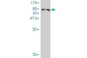 Western Blot detection against Immunogen (69.