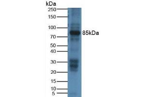 Figure. (DAO antibody  (AA 335-453))