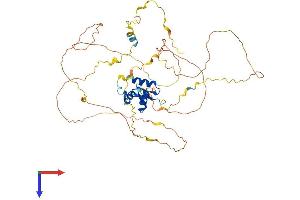Foxo6 Protein (AA 1-492) (His tag)