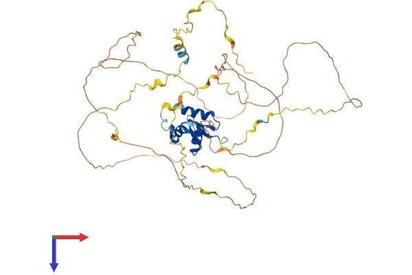 Foxo6 Protein (AA 1-492) (His tag)
