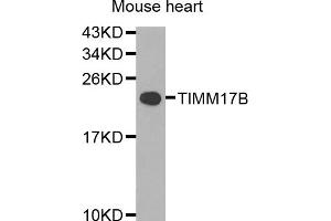 Western blot analysis of extracts of mouse heart, using TIMM17B antibody. (TIMM17B antibody)