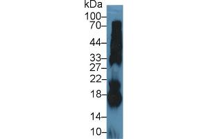Western Blot; Sample: Bovine Pancreas lysate; Primary Ab: 5µg/ml Rabbit Anti-Bovine RNASE1 Antibody Second Ab: 0.