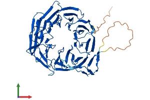 AlphaFold protein structure predicition of Human Recombinant WRAP73 Protein, UniprotID Q9P2S5
