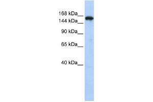 Synaptojanin 1 antibody used at 1 ug/ml to detect target protein.