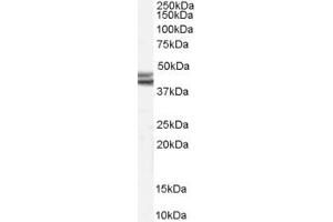 Western Blotting (WB) image for anti-Neuropeptide Y Receptor Y2 (NPY2R) (Internal Region) antibody (ABIN2466024) (NPY2R antibody  (Internal Region))