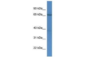 WB Suggested Anti-AFM Antibody Titration:  0. (Afamin antibody  (C-Term))