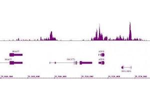 Histone H3K9ac antibody (mAb) (Clone 2G1F9) tested by ChIP-Seq. (Histone 3 antibody  (H3K9ac))