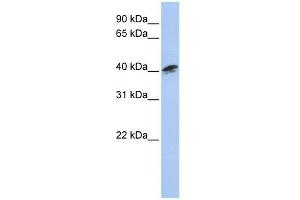 ACTR1A antibody used at 1 ug/ml to detect target protein. (ACTR1A antibody)