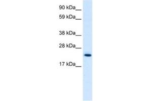 Western Blotting (WB) image for anti-High Mobility Group Box 3 (HMGB3) antibody (ABIN2461206) (HMGB3 antibody)