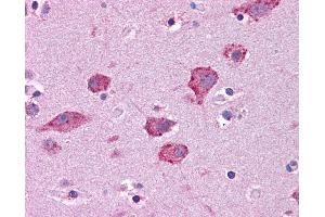 Anti-HGF antibody IHC of human brain, cortex. (HGF antibody  (AA 216-265))