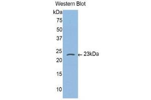 Western Blotting (WB) image for anti-Caspase 4, Apoptosis-Related Cysteine Peptidase (CASP4) (AA 81-266) antibody (ABIN3206151) (Caspase 4 antibody  (AA 81-266))