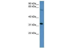 Hoxd13 antibody used at 0. (Homeobox D13 antibody  (C-Term))