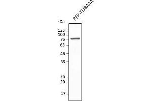 Western Blotting (WB) image for anti-tdTomato Fluorescent Protein (tdTomato) antibody (DyLight 550) (ABIN7273113) (tdTomato antibody  (DyLight 550))