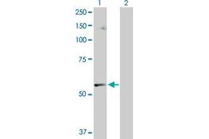 Western Blot analysis of CABC1 expression in transfected 293T cell line by CABC1 MaxPab polyclonal antibody.