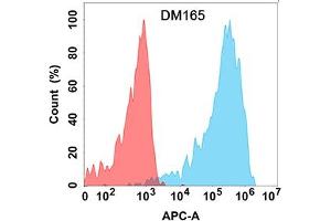 Flow cytometry analysis with Anti-CLEC12A (DM165) on Expi293 cells transfected with human CLEC12A (Blue histogram) or Expi293 transfected with irrelevant protein (Red histogram). (CLEC12A antibody  (AA 65-265))