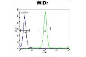 Flow cytometric analysis of WiDr cells (right histogram) compared to a negative control cell (left histogram). (ACCN1 antibody  (AA 120-148))