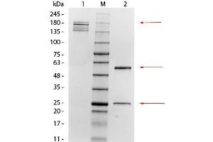 SDS-PAGE of Mouse anti-Mesothelin Monoclonal Antibody. (Mesothelin antibody  (Extracellular, Extracellular Domain))