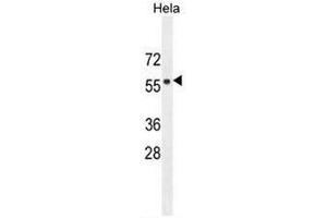 FBXW8 antibody  (Middle Region)