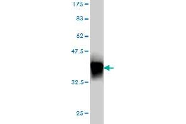 MTL5 antibody  (AA 399-508)