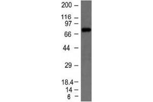 Western blot testing of Raji cell lysate with IgM heavy chain antibody. (Mouse anti-Human IgM Heavy Chain Antibody)