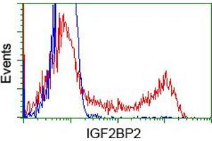 Image no. 5 for anti-Insulin-Like Growth Factor 2 mRNA Binding Protein 2 (IGF2BP2) antibody (ABIN1498821)