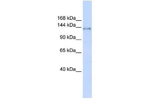 Western Blotting (WB) image for anti-FACT complex subunit SPT16 (SUPT16H) antibody (ABIN2458347) (SUPT16H antibody)
