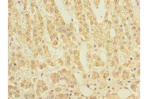 Immunohistochemistry of paraffin-embedded human adrenal gland tissue using ABIN7170766 at dilution of 1:100 (STAR antibody  (AA 64-285))