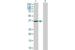 Western Blot analysis of HOXD1 expression in transfected 293T cell line by HOXD1 MaxPab polyclonal antibody.