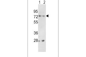 Western blot analysis of PCSK2 Antibody (Center) (ABIN391909 and ABIN2841723) in 293(lane 1), K562(lane 2) cell line lysates (35 μg/lane).