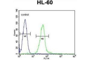 Flow cytometric analysis of HL-60 cells using GGH Antibody (N-term) Cat. (GGH antibody  (N-Term))