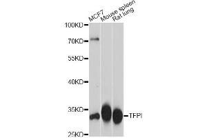 Western blot analysis of extracts of various cell lines, using TFPI antibody. (TFPI antibody)