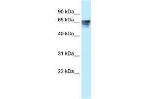 WB Suggested Anti-THRA Antibody Titration: 0. (THRA antibody  (Middle Region))
