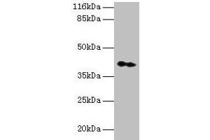 Western blot All lanes: CNTFR antibody at 2 μg/mL + Hela whole cell lysate Secondary Goat polyclonal to rabbit IgG at 1/10000 dilution Predicted band size: 41 kDa Observed band size: 41 kDa (CNTF Receptor alpha antibody  (AA 106-342))