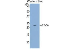 Western Blotting (WB) image for anti-Calreticulin (CALR) (AA 18-193) antibody (ABIN1174701) (Calreticulin antibody  (AA 18-193))