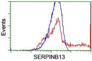 Image no. 3 for anti-serpin Peptidase Inhibitor, Clade B (Ovalbumin), Member 13 (SERPINB13) antibody (ABIN1500879)
