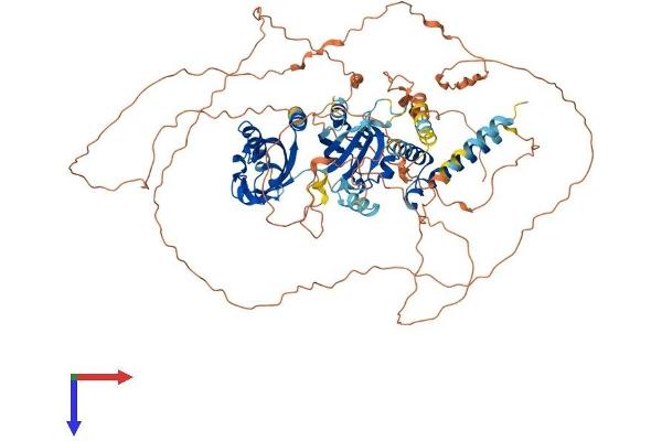 NPAS4 Protein (AA 1-802) (His tag)