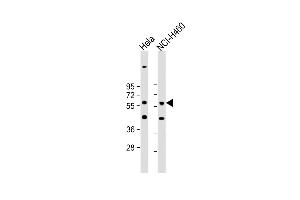 All lanes : Anti-CRLF3 Antibody (C-term) at 1:1000 dilution Lane 1: Hela whole cell lysate Lane 2: NCI- whole cell lysate Lysates/proteins at 20 μg per lane. (CRLF3 antibody  (C-Term))