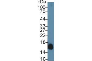 Myoglobin antibody  (AA 1-154)