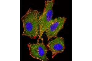 Immunofluorescent analysis of 4% paraformaldehyde-fixed, 0. (BID antibody)