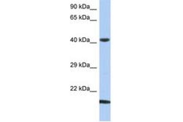 SEC14L4 antibody  (N-Term)