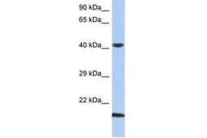 Image no. 1 for anti-SEC14-Like 4 (SEC14L4) (N-Term) antibody (ABIN6743871) (SEC14L4 antibody  (N-Term))