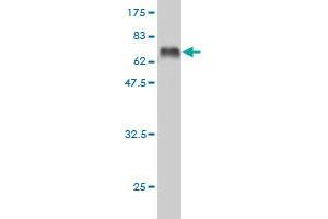 Western Blot detection against Immunogen (65. (Doublecortin antibody  (AA 1-360))