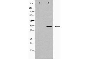 Western blot analysis of EFEMP2 expression in 3T3 cells,The lane on the left is treated with the antigen-specific peptide. (FBLN4 antibody  (Internal Region))