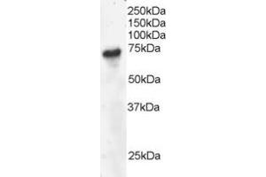 ABIN184602 staining (4µg/ml) of Daudi lysate (RIPA buffer, 30µg total protein per lane). (B-Cell Linker antibody  (C-Term))