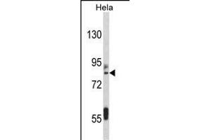 Western blot analysis of IT Antibody (C-term) (ABIN389476 and ABIN2839538) in Hela cell line lysates (35 μg/lane). (IMMT antibody  (C-Term))