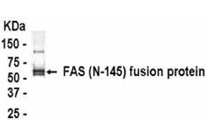 Western Blotting (WB) image for anti-TNF Receptor Superfamily, Member 6 (FAS) (AA 21-165) antibody (ABIN2467815) (FAS antibody  (AA 21-165))