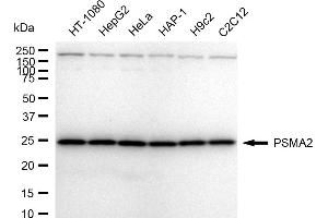 Western blotting analysis using PSMA2 antibody (ABIN7800960).